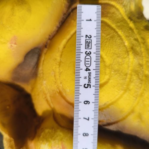 PROTOWERK4D Aga-Kröte gelb