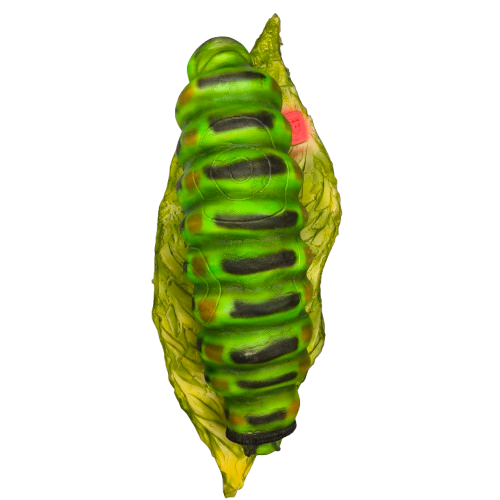 Raupe 3D-Ziel InForm3D